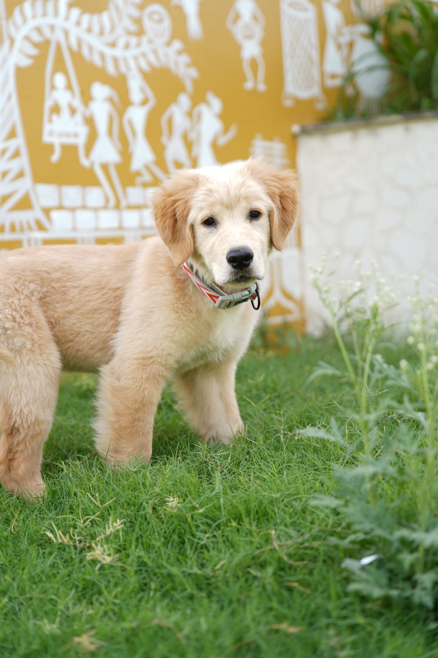 PET PRODUCTS